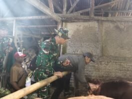 Satgas TMMD ke-129 Hadirkan Layanan Kesehatan Ternak, Dukung Produktivitas Peternak Desa