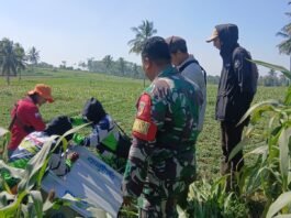 Rubuha Hadir di Lahan Pertanian Pasrujambe, Babinsa Perkuat Upaya Lindungi Tanaman Padi dan Jagung