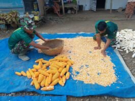 Komsos Humanis Satgas TMMD, Bantu Ibu Suminten Jemur Jagung Hasil Panen