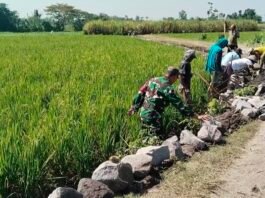 Sinergi Babinsa dan Petani Bangun Irigasi, Tingkatkan Pengairan dan Produktivitas Sawah