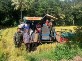 Dari Sawah untuk Ketahanan Pangan, Babinsa Condro Dampingi Panen Padi Poktan Jaya Tani