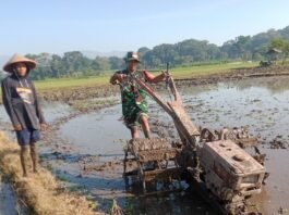 Dukung Swasembada Pangan, Babinsa Wonorejo Dampingi Poktan Tunas Harapan Olah Lahan