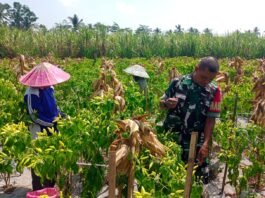 Panen Cabai Jadi Momentum, Babinsa Duren Perkuat Pendampingan Petani di Wilayah