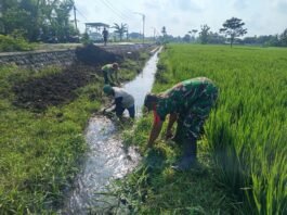 Jaga Aliran Air ke Sawah, Babinsa Sukosari Bersama Petani Bersihkan Saluran Irigasi