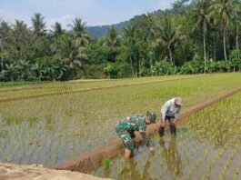 Dukung Ketahanan Pangan, Babinsa Purorejo Dampingi Perawatan dan Penyulaman Bibit Padi