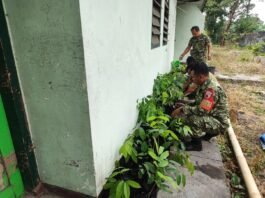 Koramil Pasirian Siapkan Bibit Mahoni, Dukung Penghijauan Gunung Tamboh Lumajang